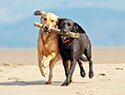 Animal Services
