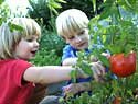 Extension- Young Gardeners